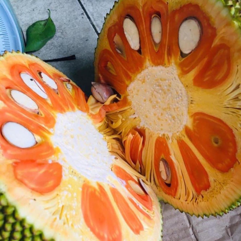 Giống Mít Indonesia Ruột Đỏ Sơ Vàng Một Năm Cho Trái