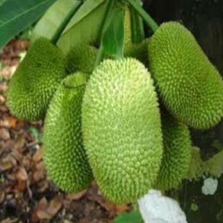 Cây giống Mít tố nữ: cây chuẩn giống F1 cho năng suất cao , cây đẹp, giống chuẩn