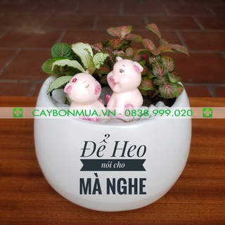 Cây cẩm nhung Fittonia, lá may mắn nhiều màu đẹp - Sẵn chậu nhựa nhựa các loại