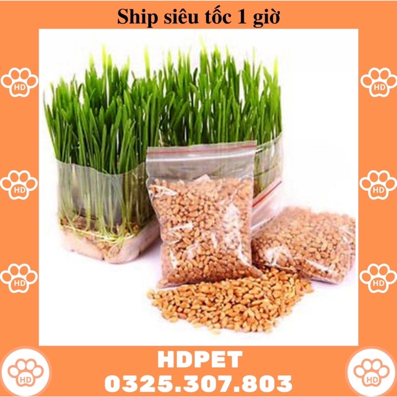 Hạt giống cỏ mèo túi 1kg - hạt giống cỏ lúa mạch làm thức ăn cho chó mèo nhập Úc nẩy mầm &gt;98% - bịch 1kg