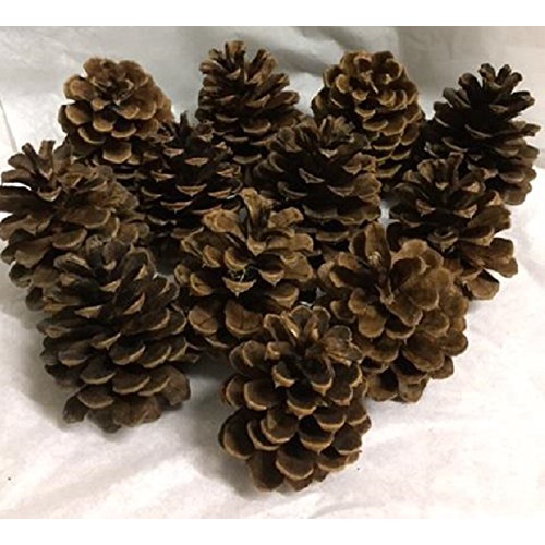 QUẢ THÔNG KHÔ TRANG TRÍ NOEL
