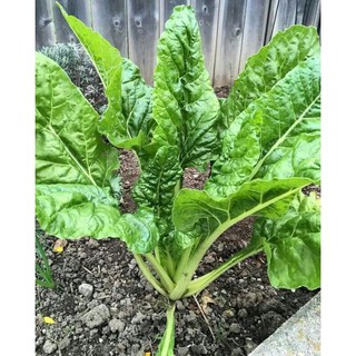 hạt giống cải cầu vồng xanh mỹ ( 50 hạt )