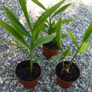 Cây Gừng Gió