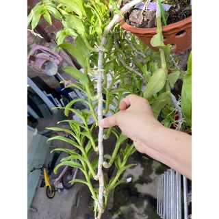 Hoa lan Phi điệp các vùng miền (Hàng ươm kie)