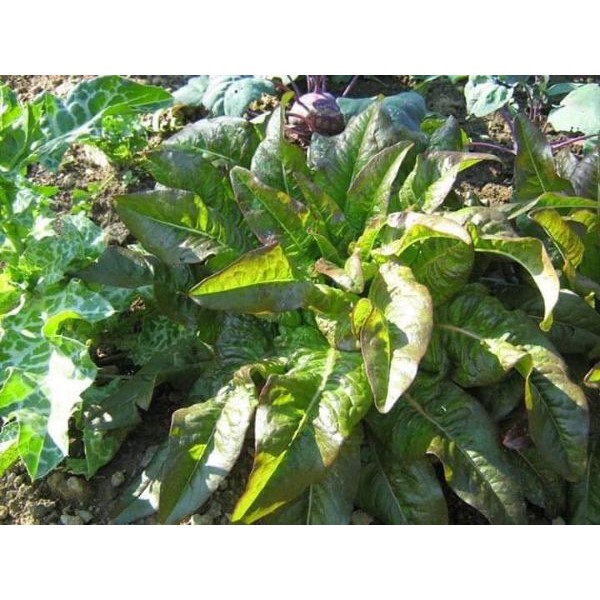 Hạt Giống Rau Diếp Thơm Tím  - Dễ Trồng, Giàu Dinh Dưỡng, Năng Suất Cao - MUA 3 TẶNG 1 CÙNG LOẠI