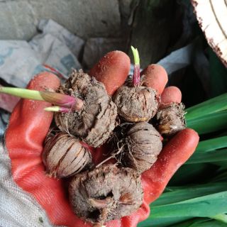 10 củ giống hoa lay ơn