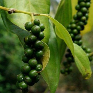 TIÊU SỌ SẠCH PHÚ QUỐC