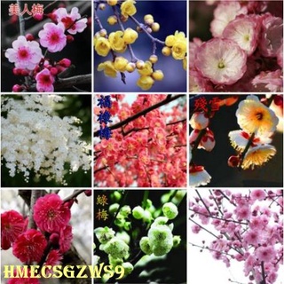Hạt giống hoa mận, bốn mùa, hoa mận đỏ hoa mận xanh, hoa mận trắng 10h