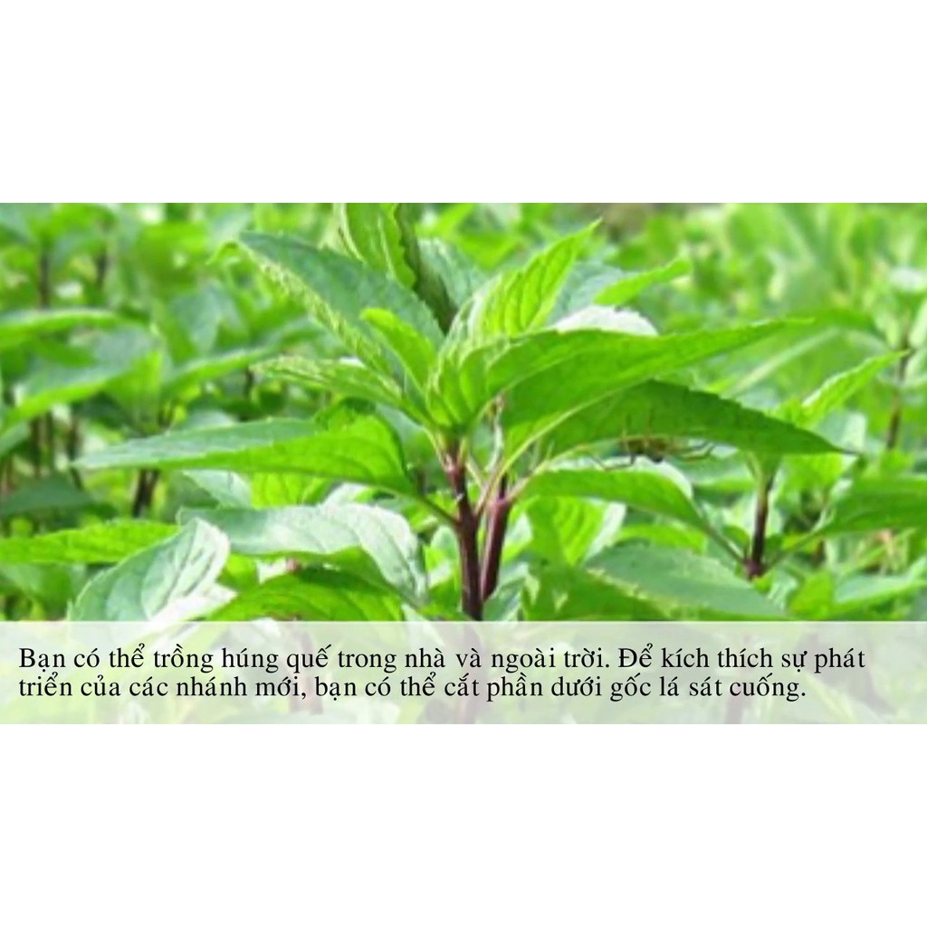 HẠT GIỐNG RAU QUẾ HÚNG QUẾ - GÓI 5 GR