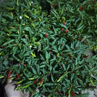 Cây 🌲 Ớt xanh ( hiểm)