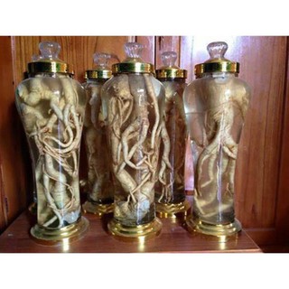 cây đinh lăng lá nếp(lá nhỏ)