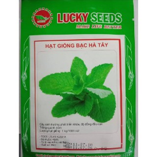 Hạt giống bạc hà tây