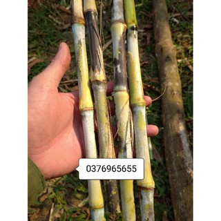 80 hom cỏ voi xanh thái lan hay còn gọi pakchong 1(loại cỏ năng suất đạm cao hơn va06)