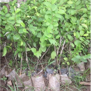 CÂY GIỐNG LÊ VÀNG