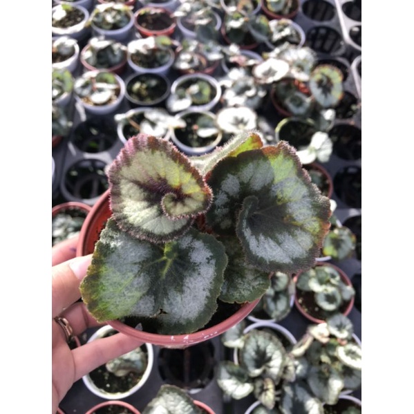 Begonia Escargot - Thu hải đường có phiến lá xoắn ốc độc đáo