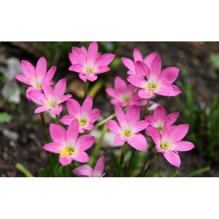 Combo 5 gốc Huệ Mưa