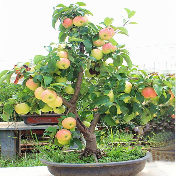 [Mới] - Hạt giống táo tây đỏ giá rẻ - Thuận Duy Shop