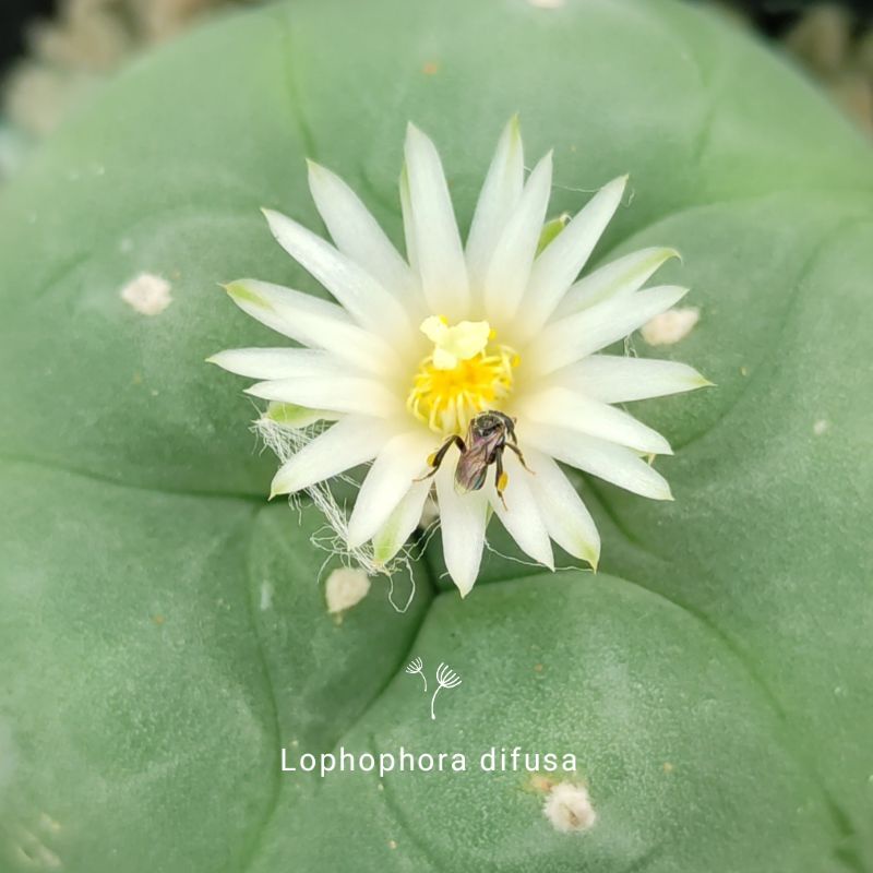 Xương rồng Nàng Gạo - Lophophora Williamsii và Difusa- Hàng hạt rễ củ - Hoa hồng phớt
