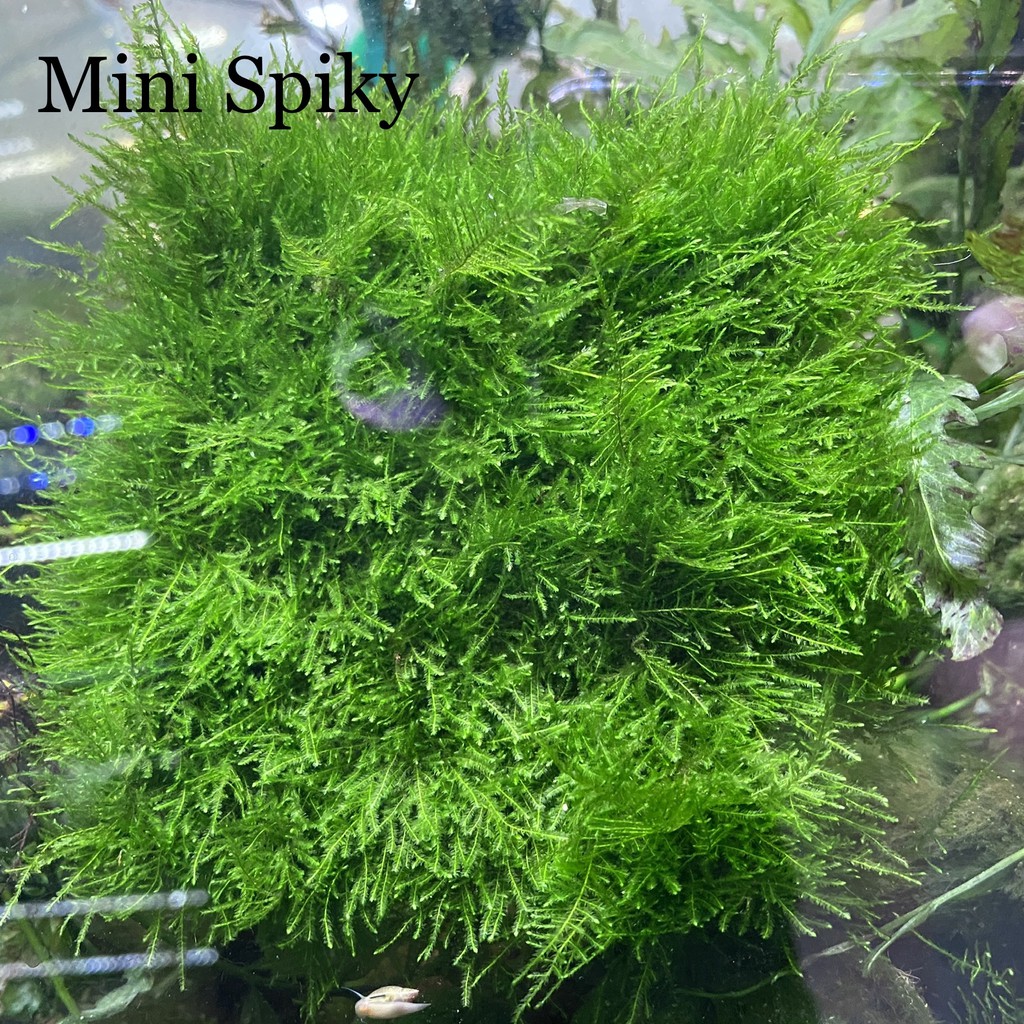 Rêu Mini Spiky Gắn Lũa Đá (Vỉ 9x9)