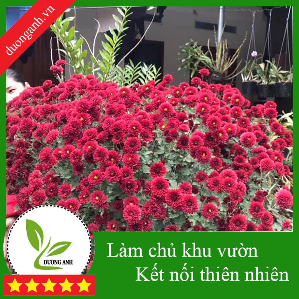Cây hoa cúc thân gỗ lâu năm | Cúc cổ sơn la màu đỏ đô hoa nở đúng tết | Chịu được nóng | số lượng lớn