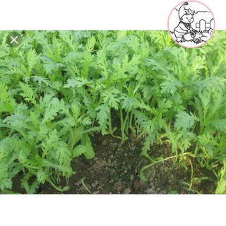Hạt giống rau tần ô cải cúc - gói 20 gram