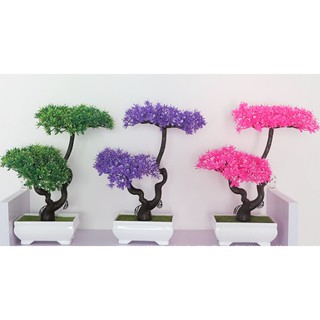 Chậu hoa bonsai trang trí