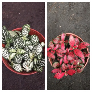 Combo chậu + cây cẩm nhung/lá may mắn/fittonia xanh - đỏ