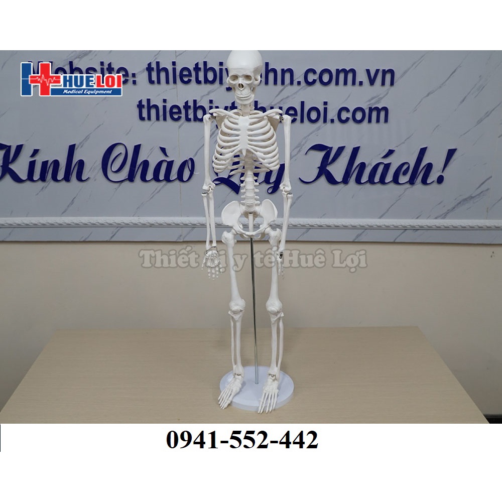 Mô hình bộ xương người
