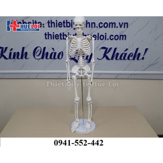 Mô hình bộ xương người