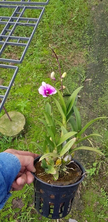 Lan mini YaYa cây tơ mướt đang vòi hoa