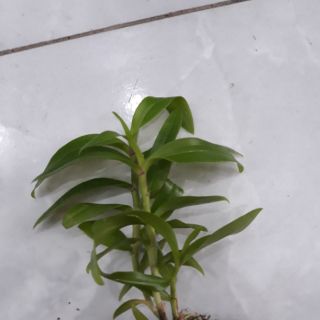 Com bo 3 cốc hoa phong lan - 5ct họng tím