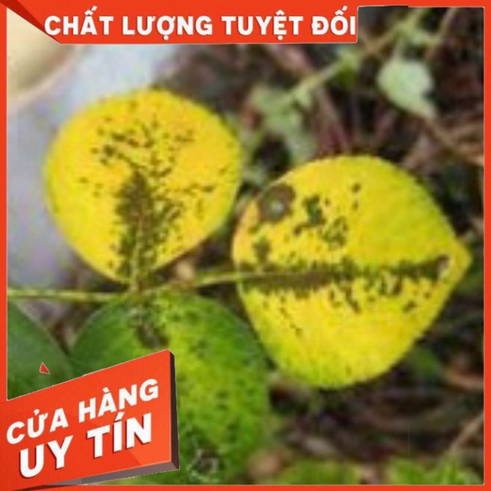 Thuốc Trừ Bệnh ANVIL 5SC  - Sạch Nấm Bệnh cho hoa hồng,mai vàng, bonsai...VFC - Nhà thuốc An Khang