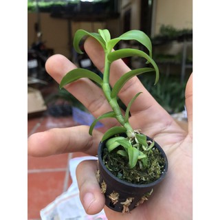 ⚡FLASH SALE⚡ Hoa lan phi điệp  5 ct cánh trắng