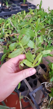 Dã hạc lưỡi bệt cánh ám trắng