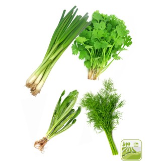 Combo Các Loại Hạt Giống Gia Vị (Hành Lá, Ngò Rí, Thì Là, Ngò Gai)