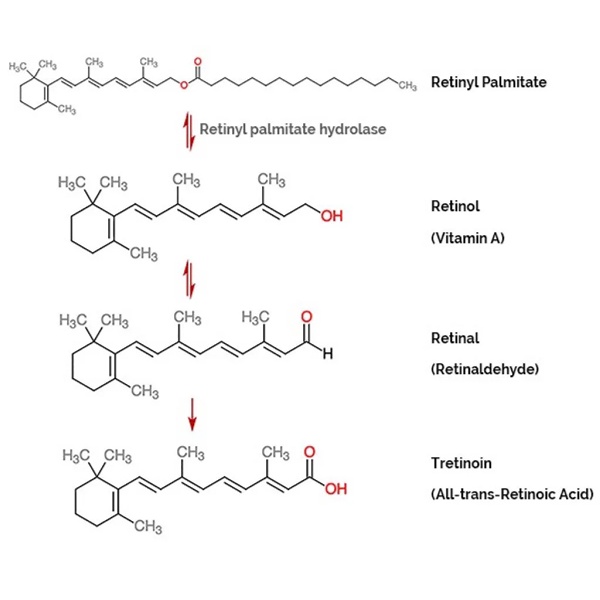 Kem Dưỡng Pharma Developpment A313 Pommade Retinol Cream 50g Trẻ Hóa Da, Mờ Nếp Nhăn