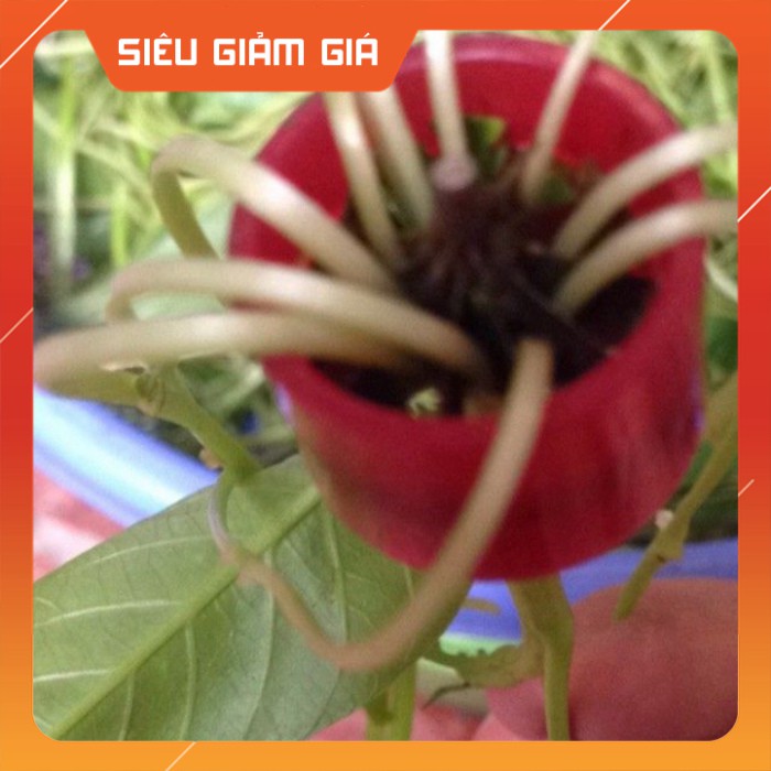 Dao chẻ rau muống siêu tốc