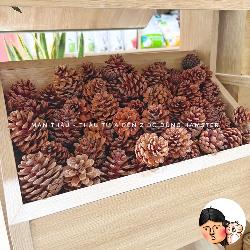 Quả thông sạch mài răng dành cho Hamster