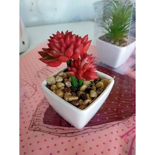 Cây mini để bàn(cây giả?
