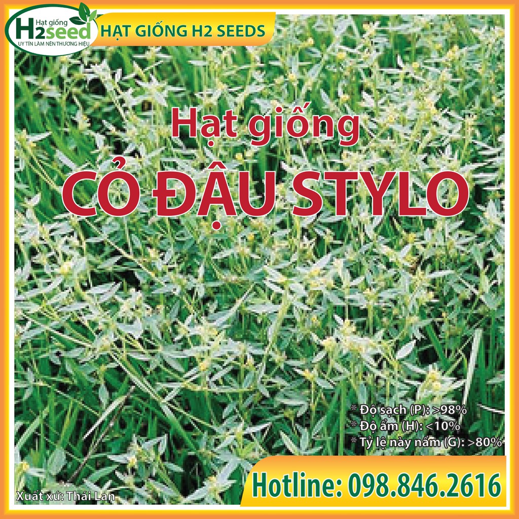 Hạt Giống Cỏ Đậu Stylo - Gói 200g - Cỏ Dinh Dưỡng Cho Chăn Nuôi Bò, Dê, Cừu, Thỏ, Cá,...
