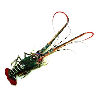 Tôm hùm tre mỹ nghệ (Bamboo Lobster)