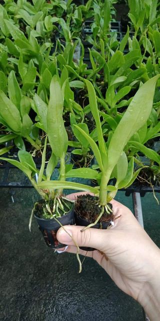 Denro nắng bà liễu giống