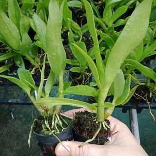 Denro nắng bà liễu giống