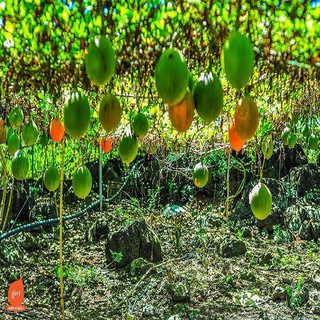 Combo 2 Cây giống gấc siêu trái