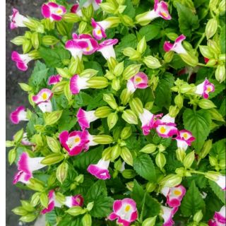 hoa mắt nai_păng xê đang nụ đón tết