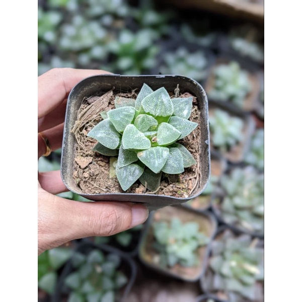 Sen đá kim cương Haworthia size chậu 7cm