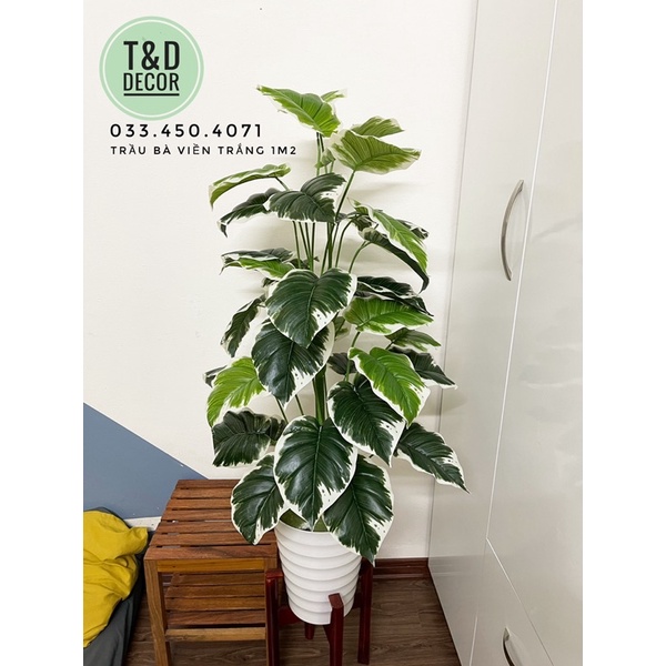 TRẦU BÀ VIỀN TRẮNG 70cm/1M2/1M4/1M6 - CÂY GIẢ DECOR