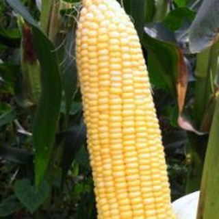 Hạt Giống Bắp Mỹ gói 100gr