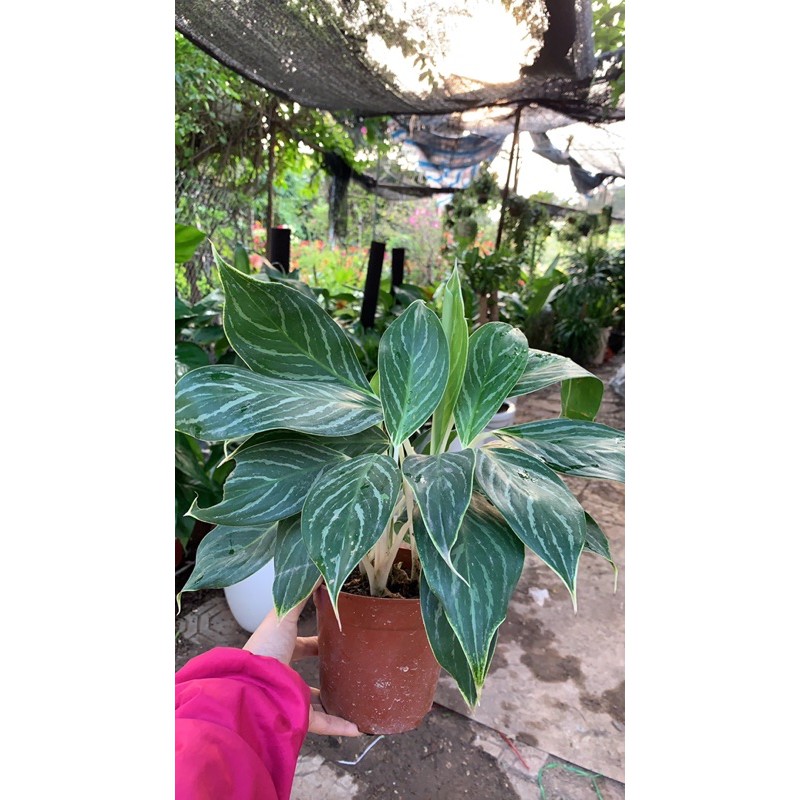 Cây bạch mã hoàng tử để bàn