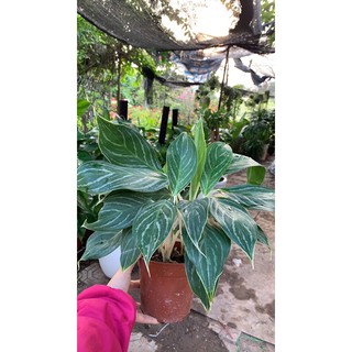 Cây bạch mã hoàng tử để bàn